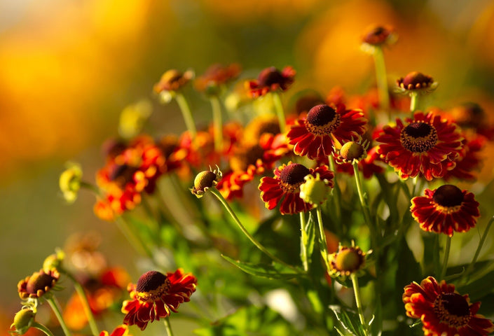 Calendrier des semis d'octobre