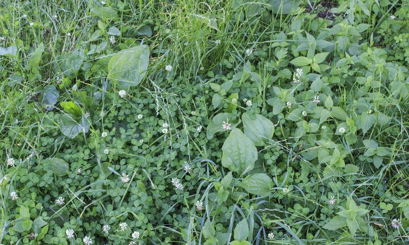Reconnaître les mauvaises herbes