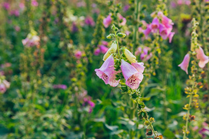 Les fleurs sauvages indispensables pour votre prairie fleurie