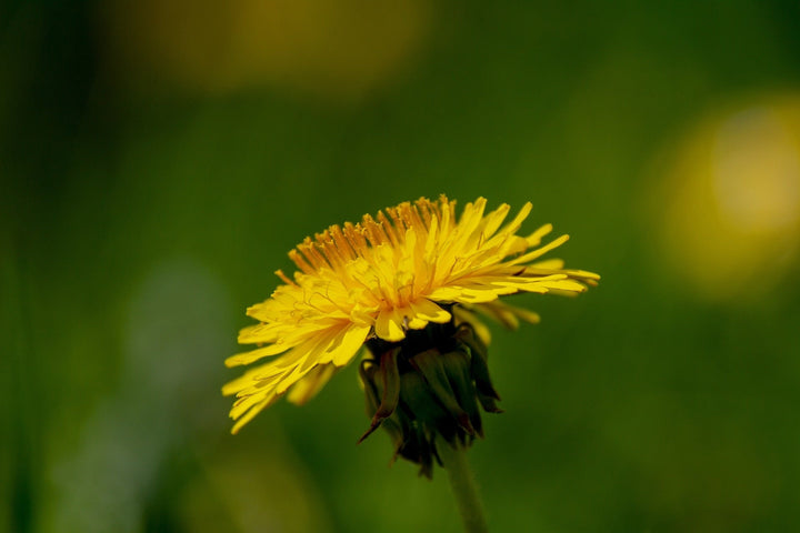 Pissenlit - Taraxacum officinale