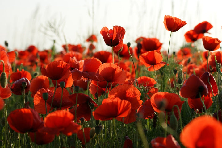 Les coquelicots