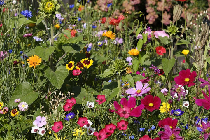 Semer des fleurs sauvages dans son propre jardin