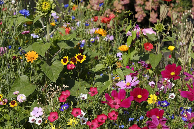 Plukbloemen in eigen tuin zaaien!
