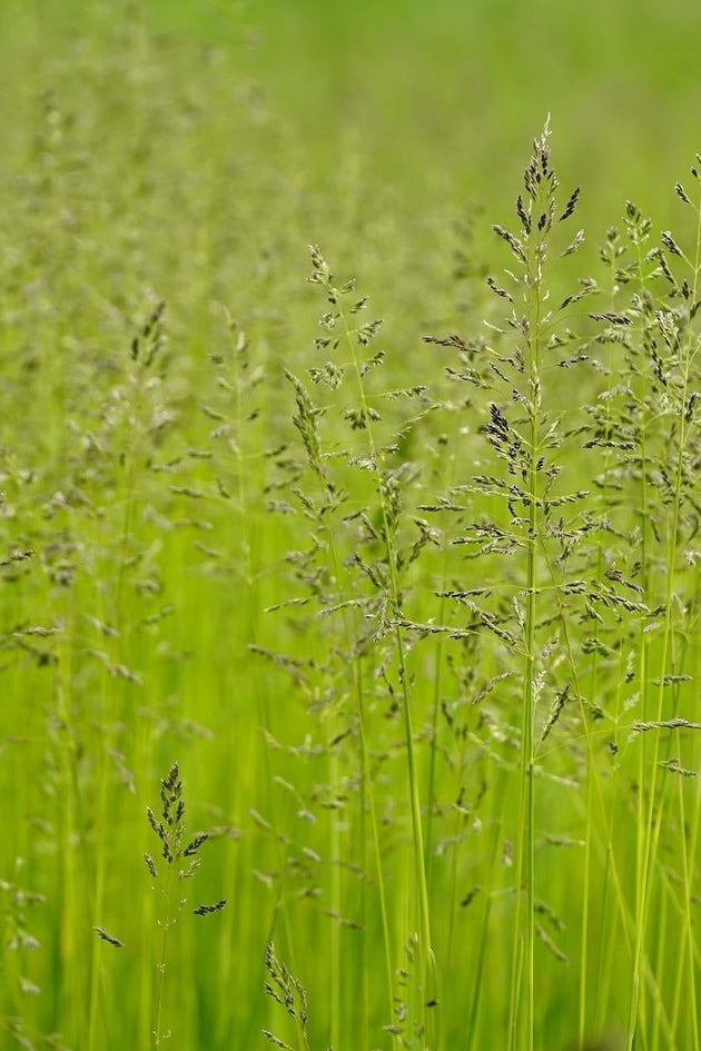 Poa_pratensis_veldbeemdgras_kennisbank