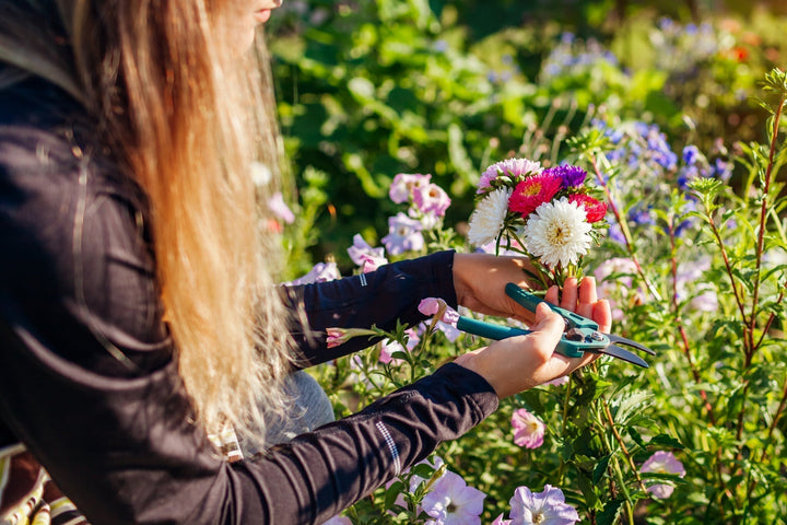 Fleurs coupées populaires pour le jardin