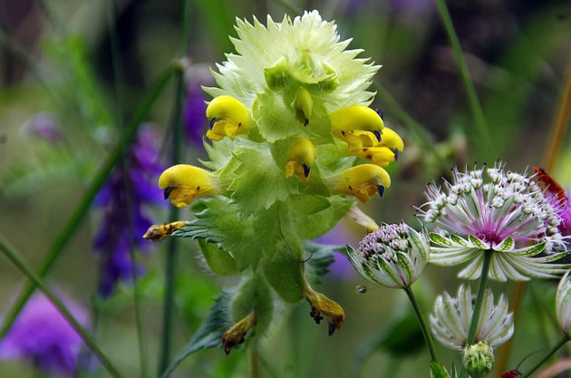 ratelaar-rhinanthus