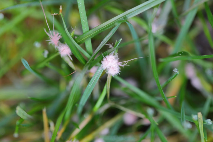 Combattre fil rouge dans la pelouse