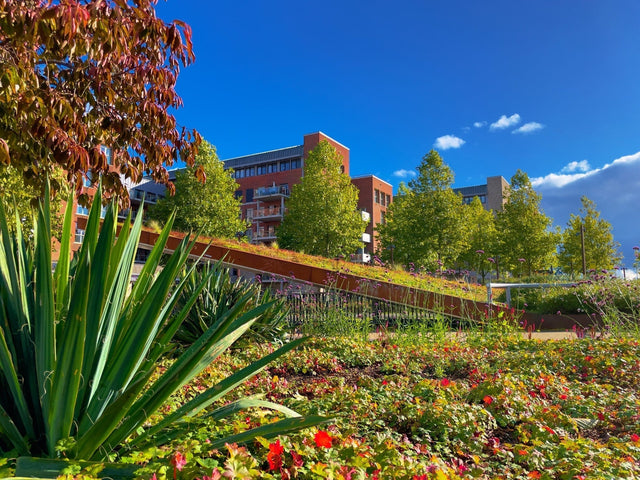 Créer son propre toit végétal de sedum