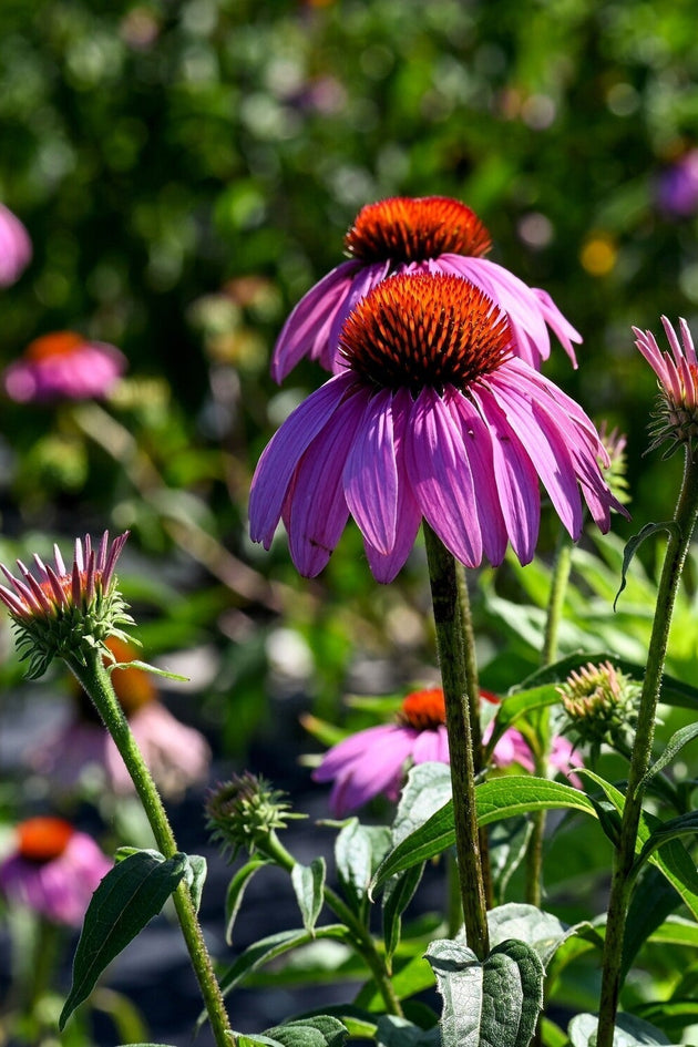 September zaaikalender