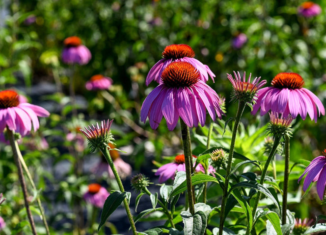 Calendrier des semis pour septembre