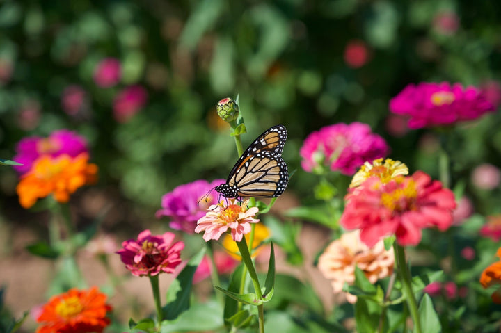Conseils pour attirer plus de papillons dans votre jardin