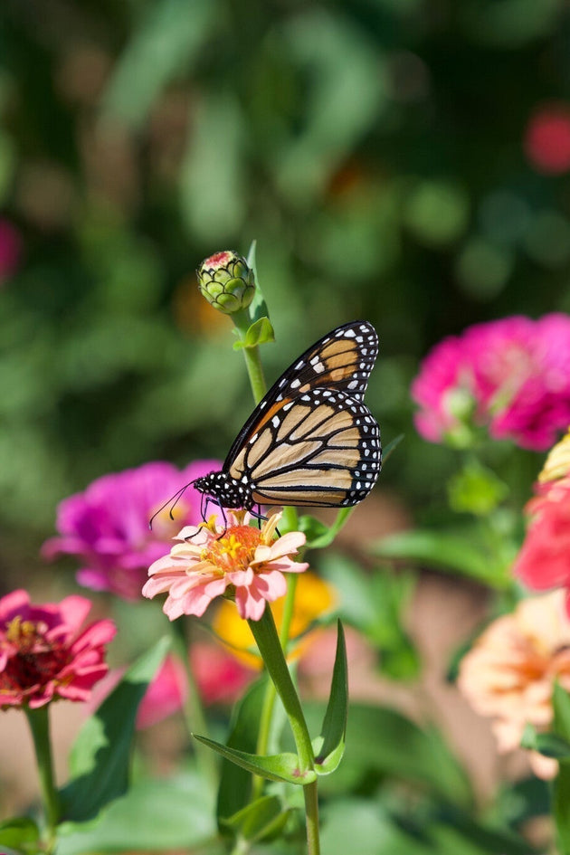 shutterstock_1536910961