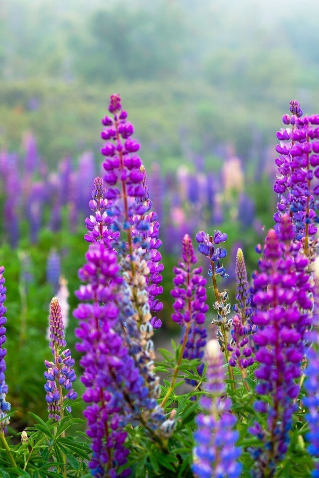 shutterstock_2402639841