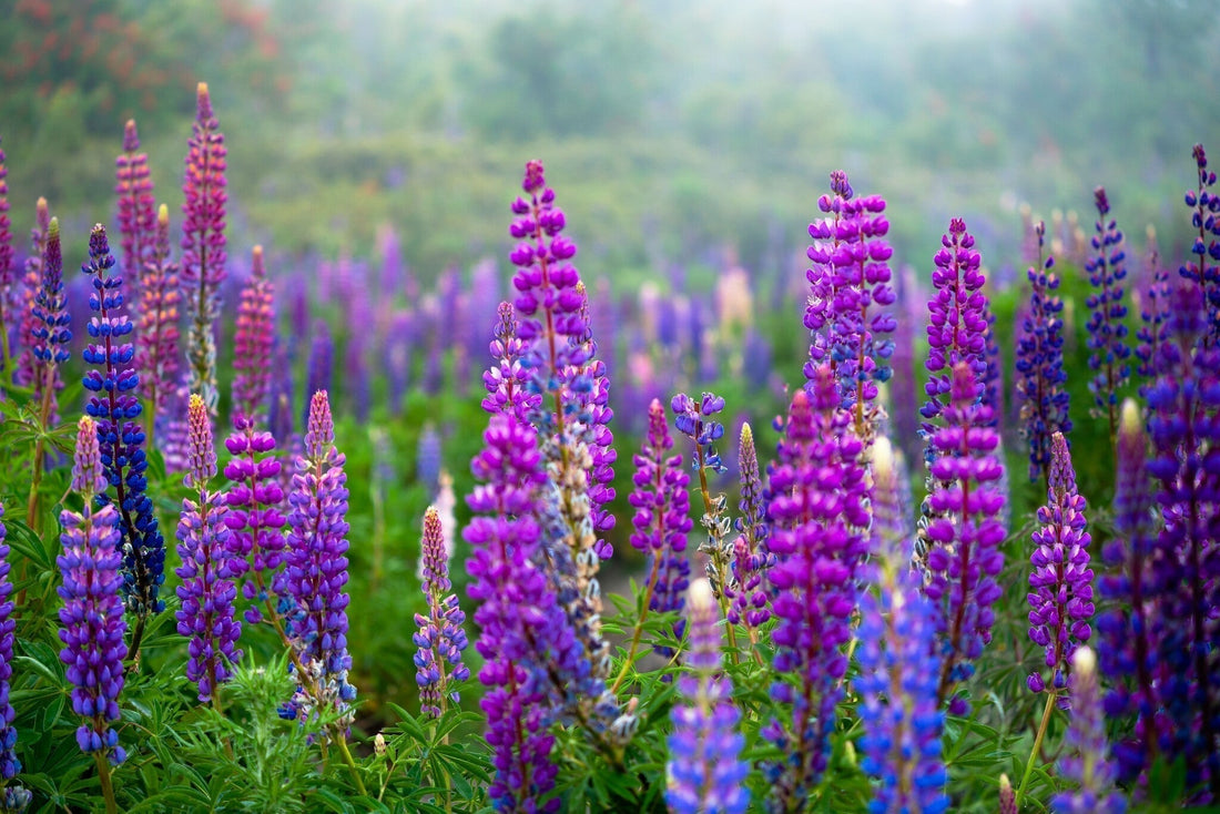 shutterstock_2402639841