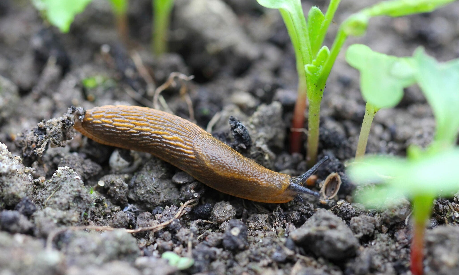 Combattre les limaces de manière naturelle