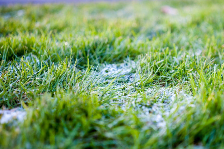 Traiter la moisissure des neiges dans la pelouse