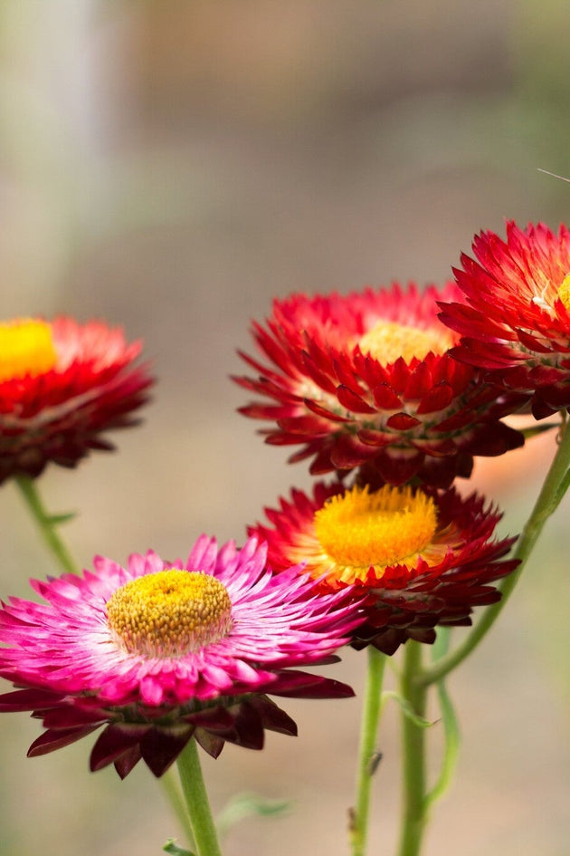 Strobloem Helichrysum bracteatum