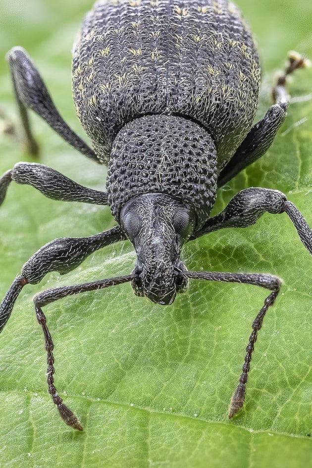 taxuskever herkennen