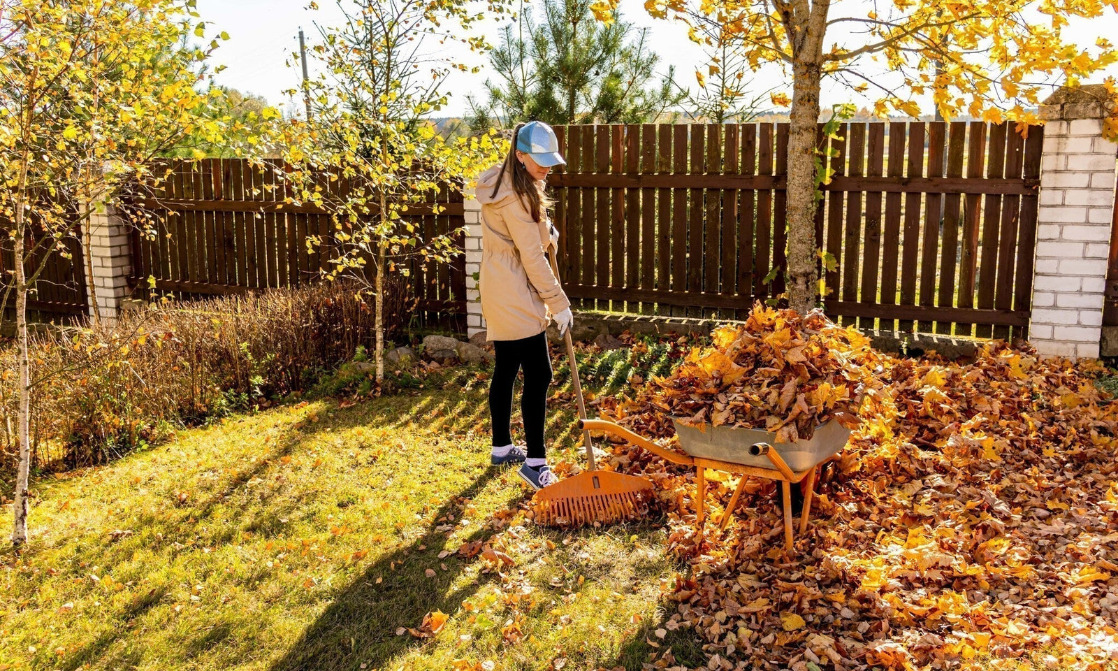 Calendrier du jardinage pour le mois de novembre