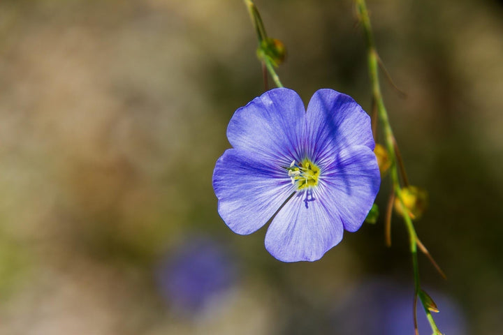 Lin - Linum