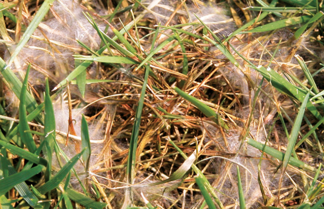 Prévenir la pourriture du collet dans la pelouse