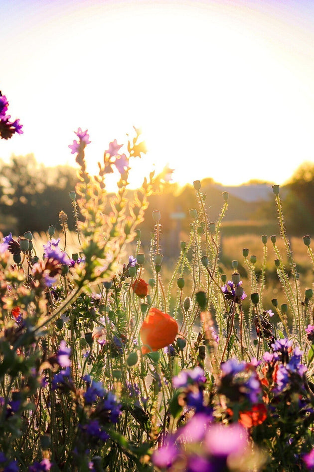 Wat is een bloemenweide