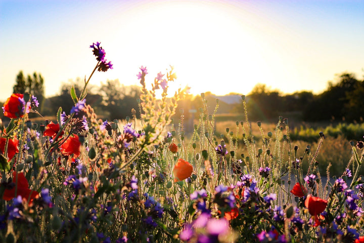 Qu'est-ce qu'une prairie fleurie ?