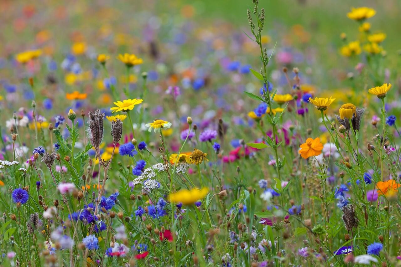 Quels types de sols conviennent aux fleurs sauvages ?