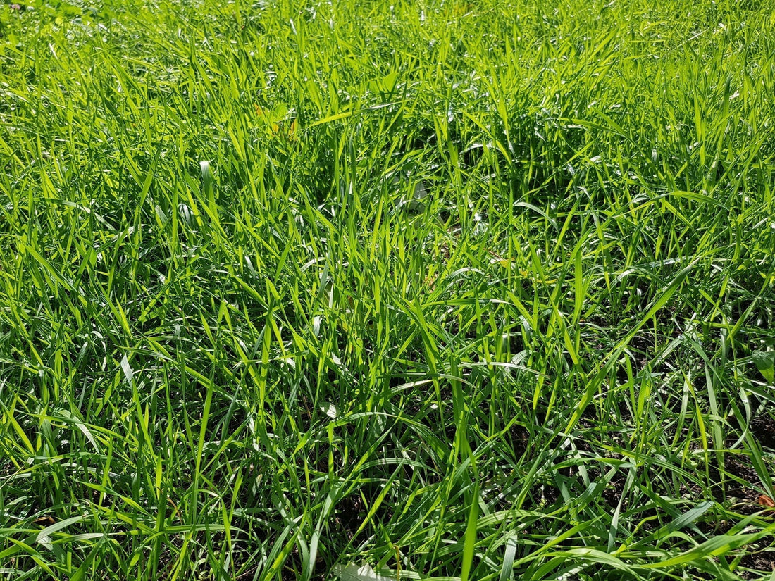 Westerwolds raaigras kopie