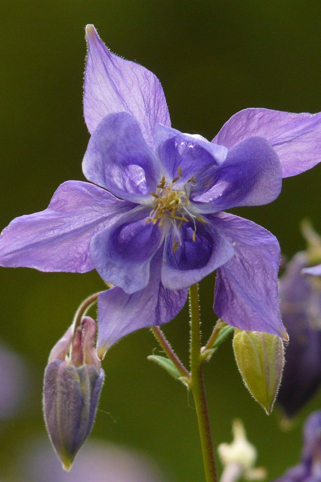 Wilde-Akelei_kennisbank