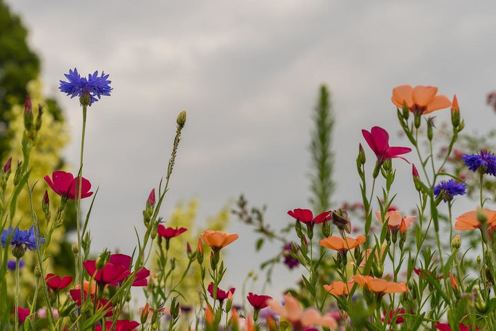 Semer des fleurs sauvages à l'automne