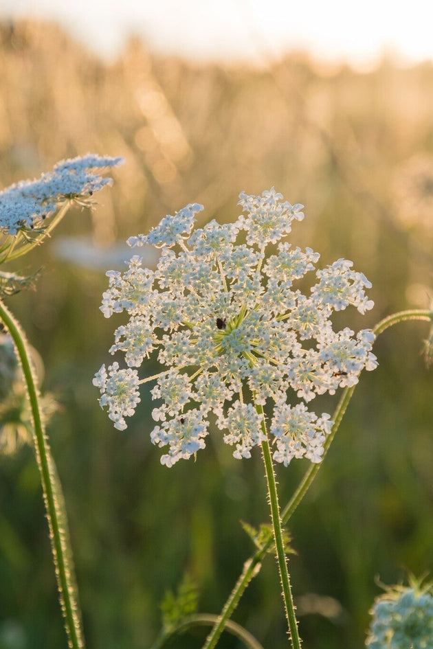 Wilde peen daucus carota