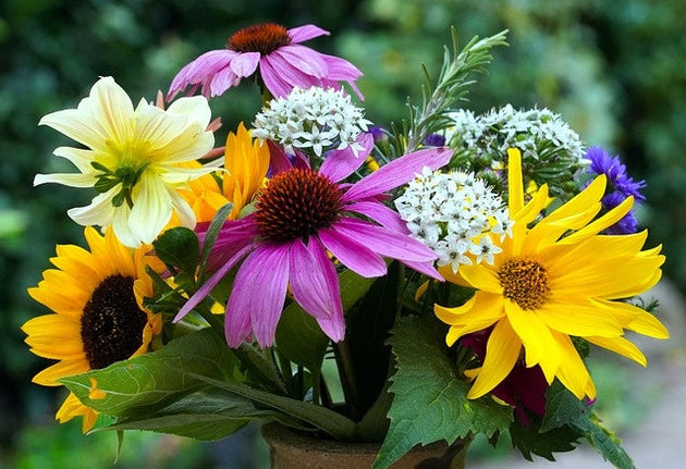 Zomerbloem