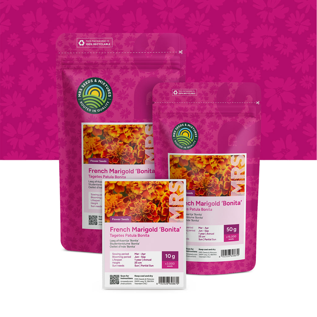 Tagetes – Œillet d'Inde 'Bonita'