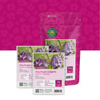 Ancolie – Aquilegia vulgaris