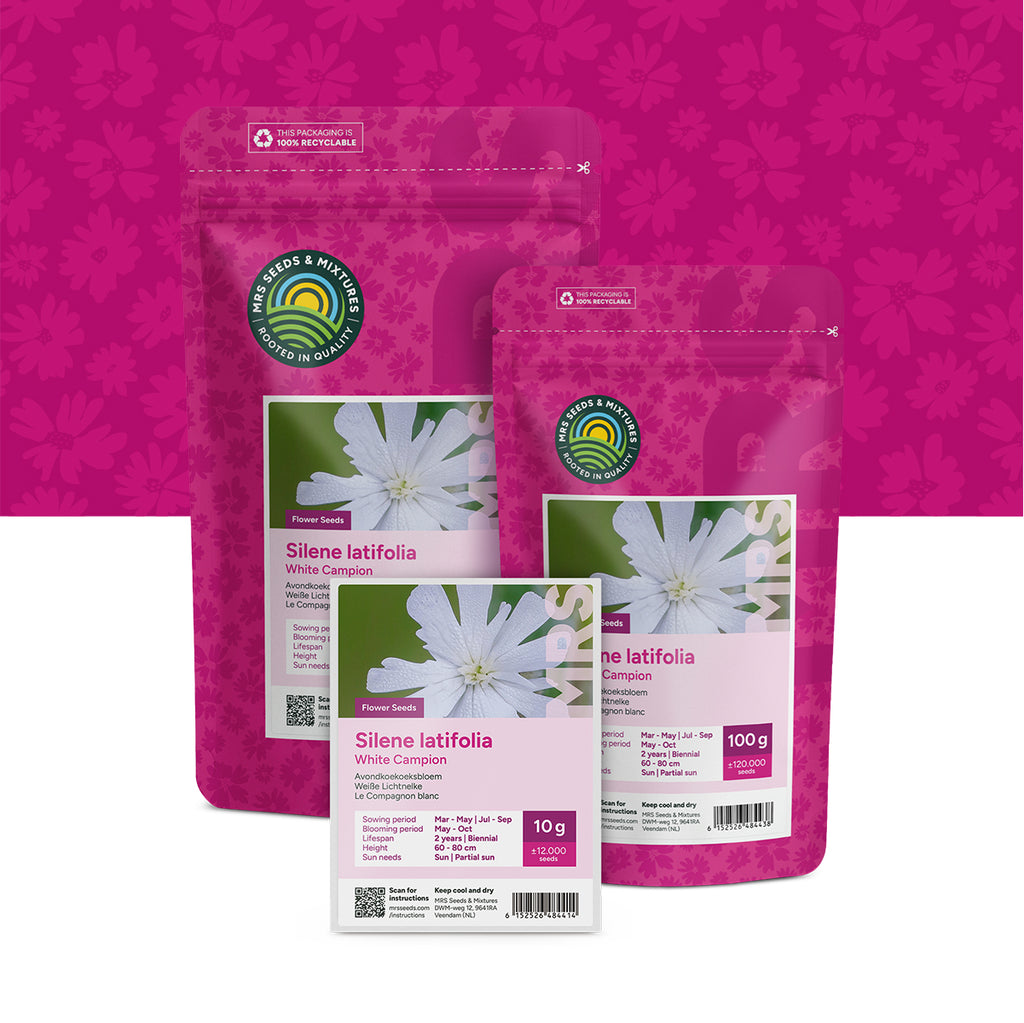 Compagnon blanc – Silene latifolia