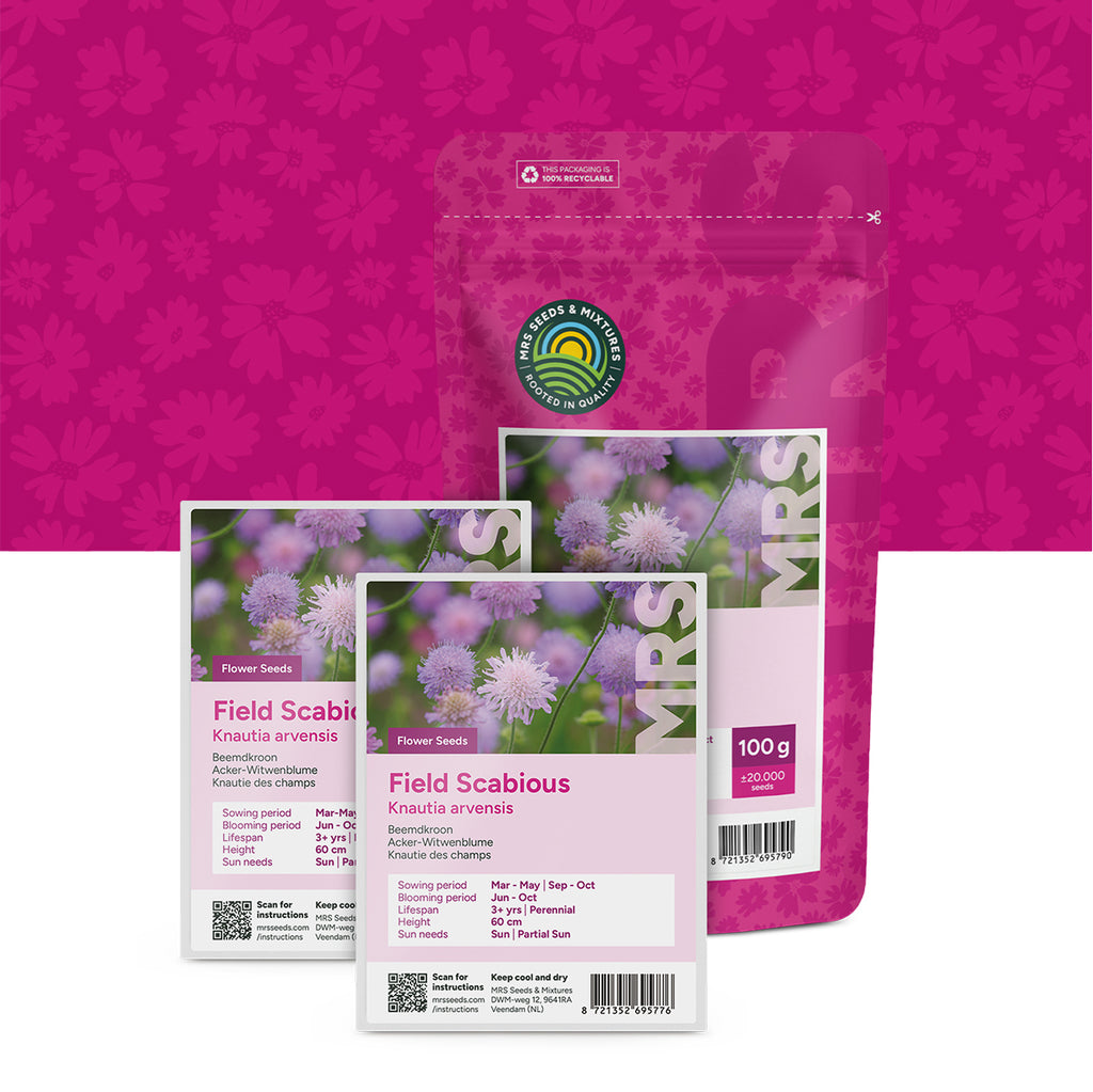 Knautie des champs – Knautia arvensis