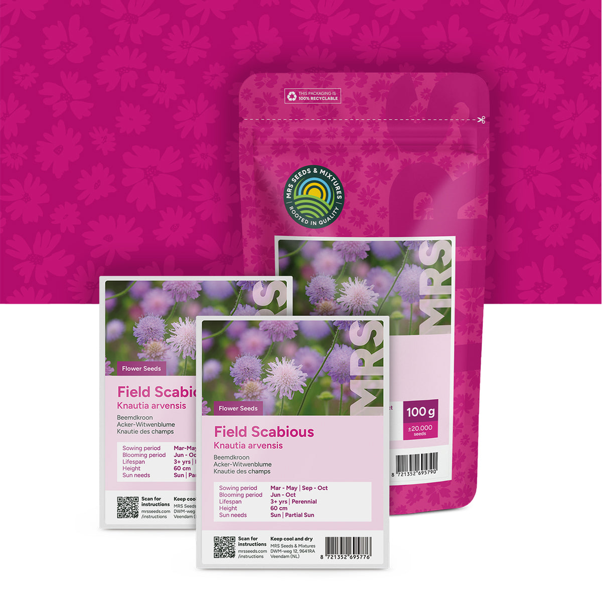 Knautie des champs – Knautia arvensis