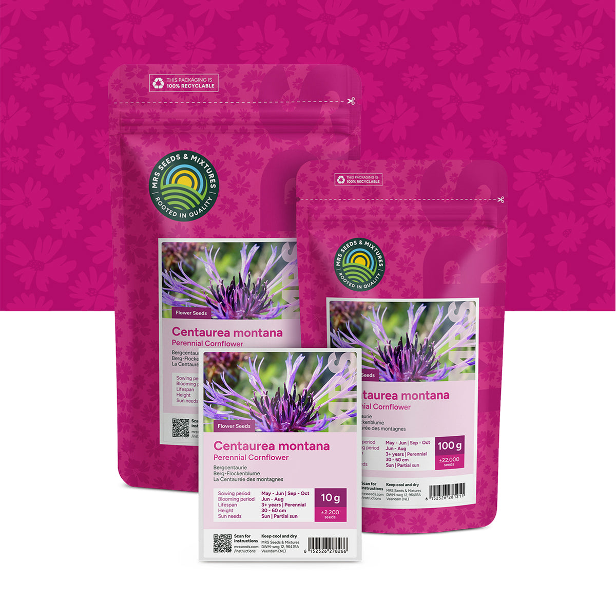 Bleuet des montagnes – Centaurea montana