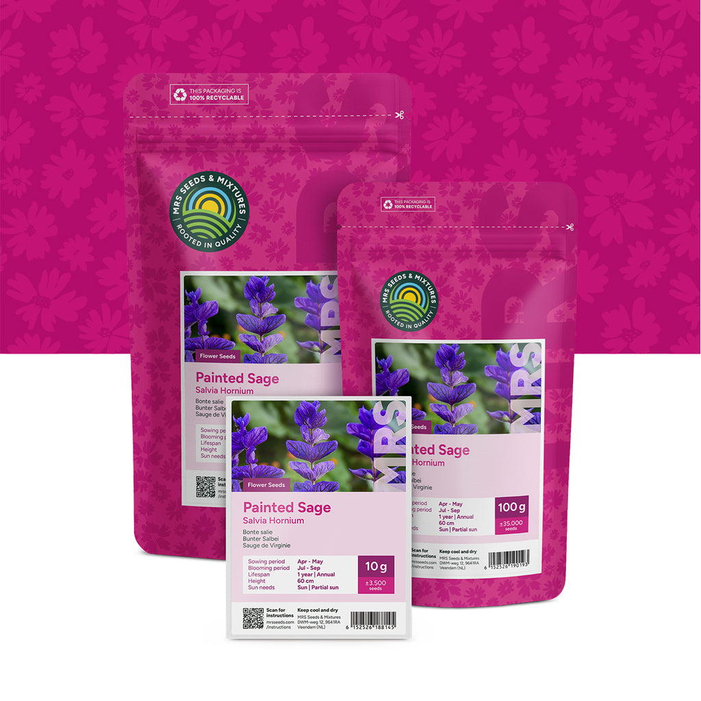 Sauge de Virginie – Salvia horminum