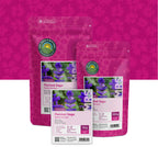 Sauge de Virginie – Salvia horminum