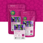Sauge de Virginie – Salvia horminum