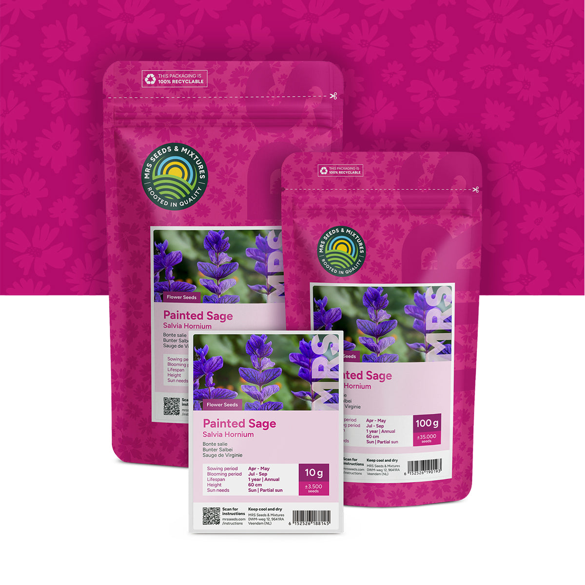 Sauge de Virginie – Salvia horminum