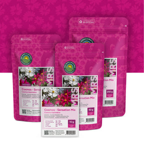 Cosmos bipenné – Cosmos Sensation Mix