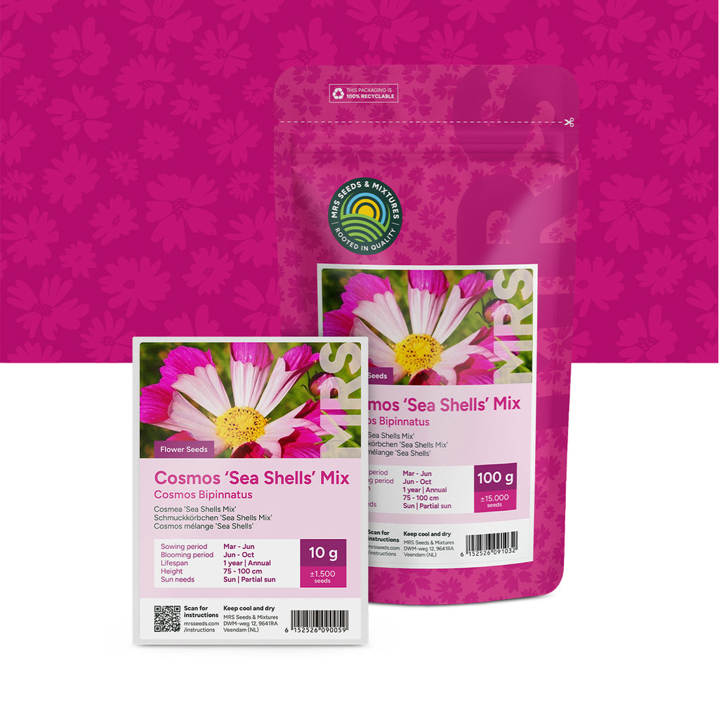 Cosmos – Melange 'Sea Shells'