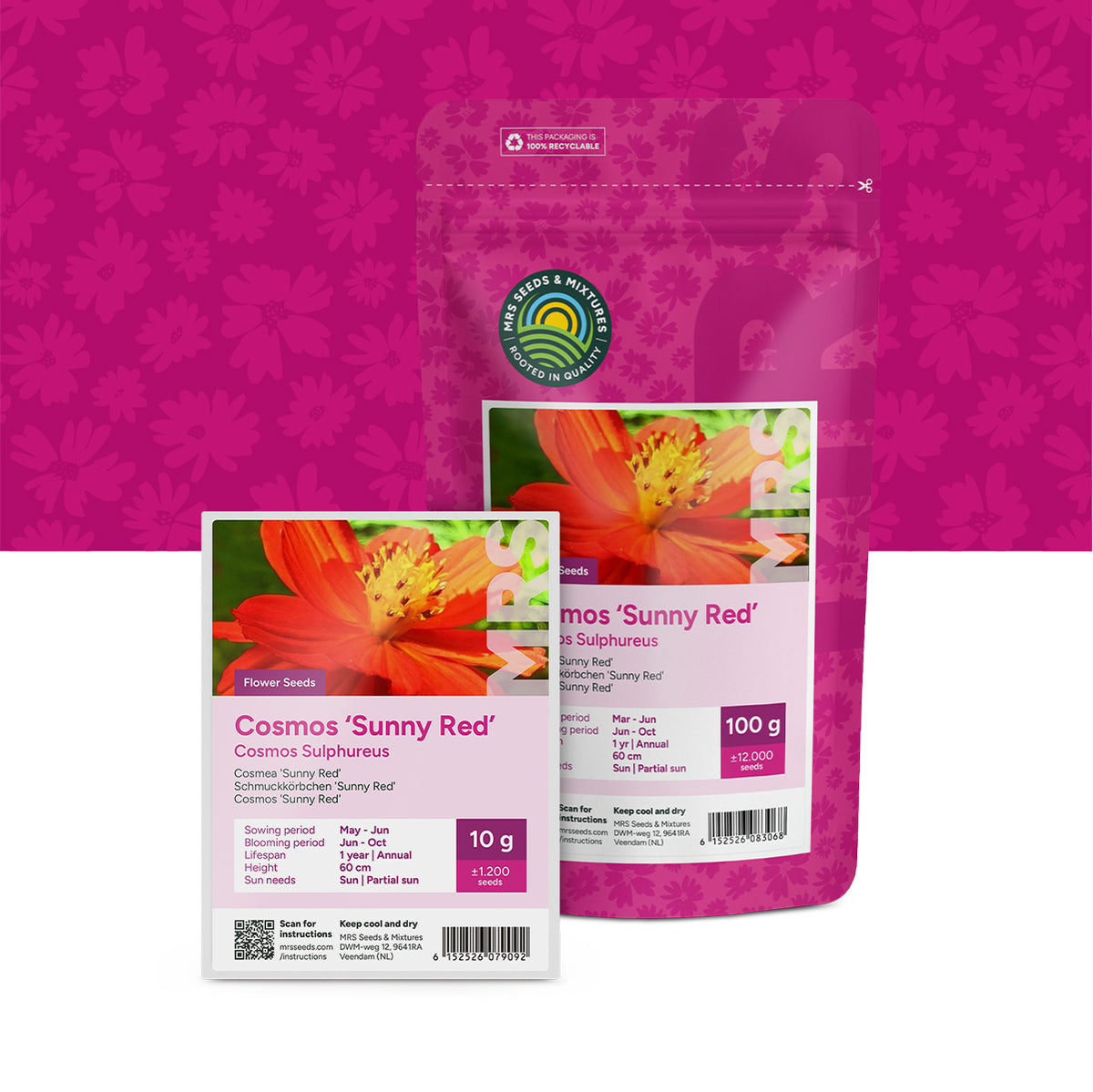 Cosmos sulphureus ‘Sunny Red’