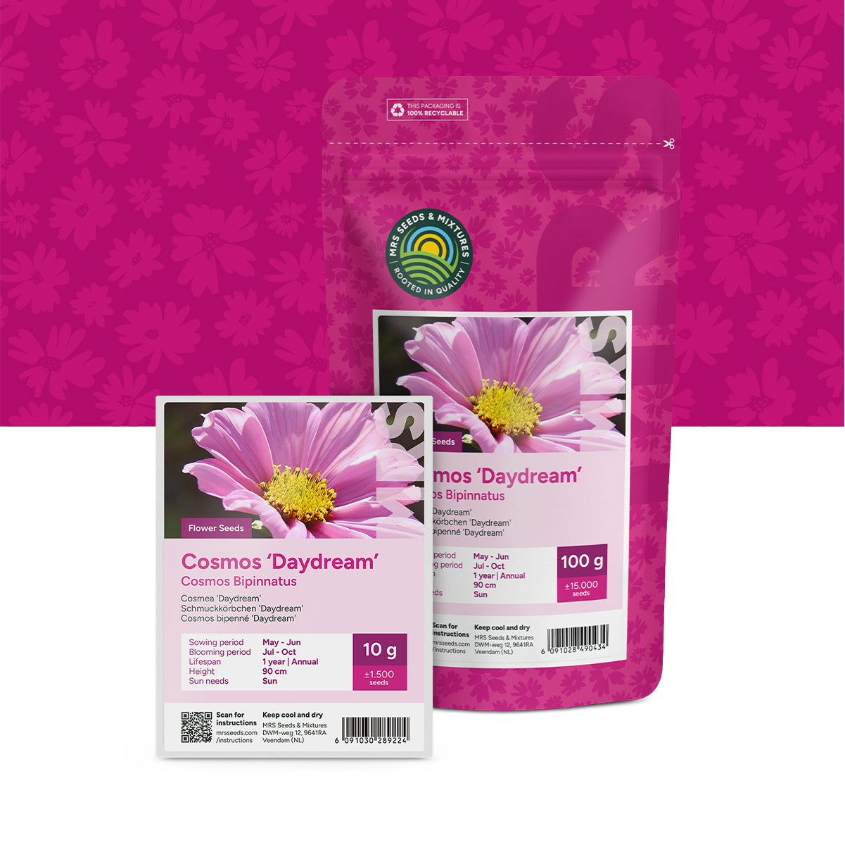 Cosmos Bipenné 'Daydream' – Cosmos bipinnatus