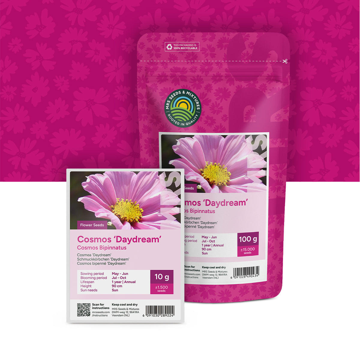Cosmos Bipenné 'Daydream' – Cosmos bipinnatus