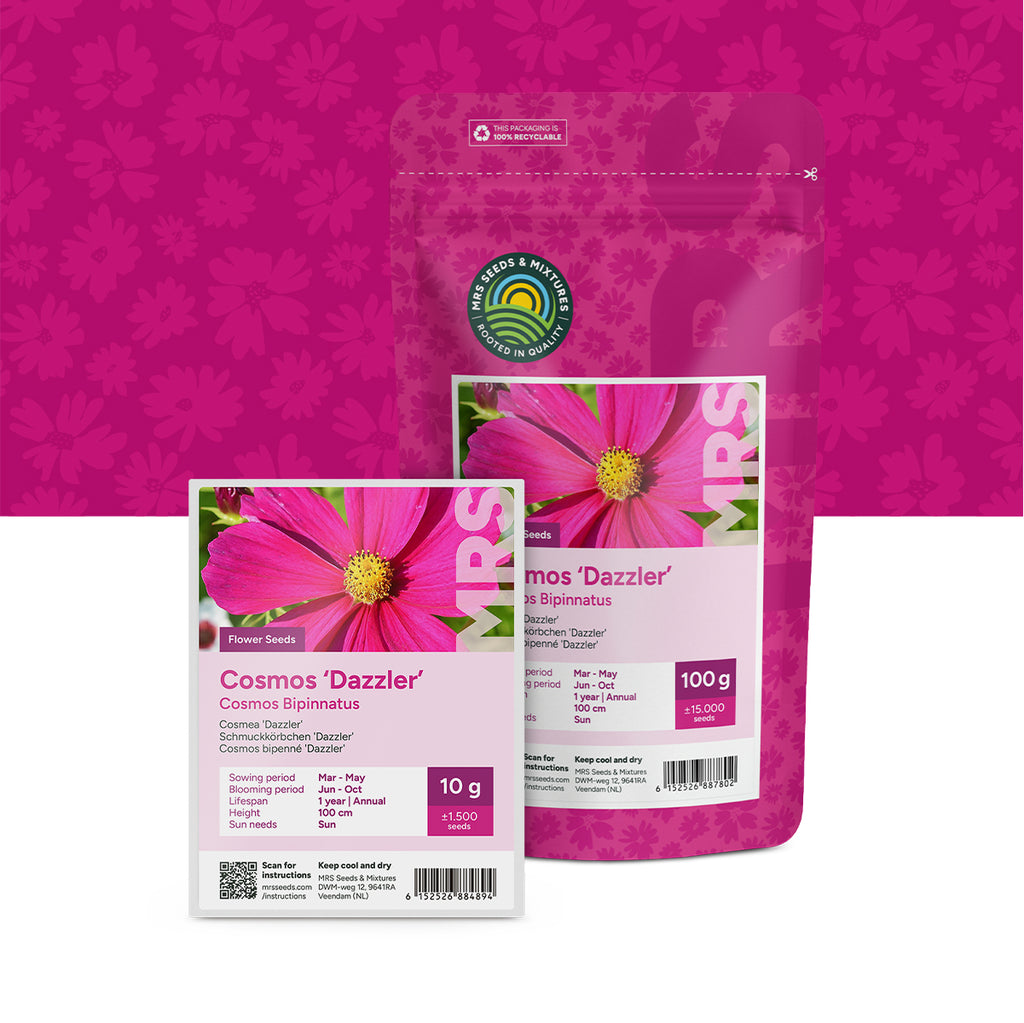 Cosmos bipenné 'Dazzler'