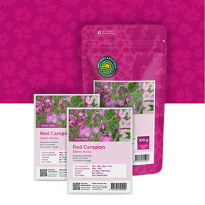 Compagnon rouge – Silene dioica